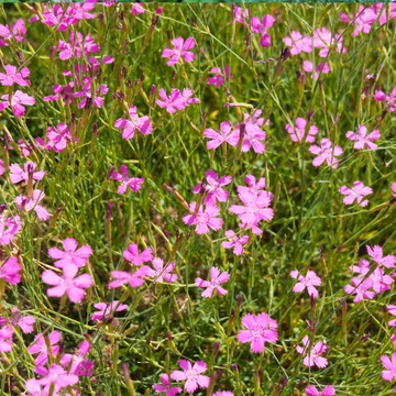Œillet à delta, œillet couché 'Rosea' - Dianthus deltoides 'Rosea'