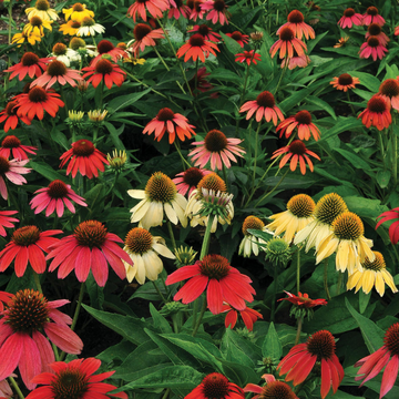 Rudbeckia pourpre 'Cheyenne Spirit' - Echinacea purpurea 'Cheyenne Spirit'