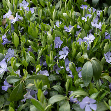 Vinca minor blue - Petite pervenche bleue à petites feuilles