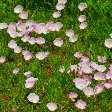 Onagre rose - Oenothera speciosa