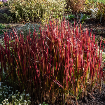 Imperata cylindrica 'Red Baron' - Imperata cylindrica 'Red Baron'