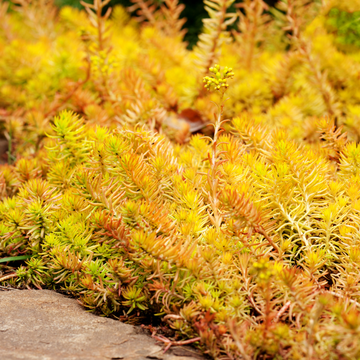 Orpin réfléchi 'Aurea' - Sedum rupestre 'Aurea'