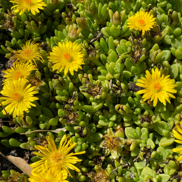 Delosperma nubigenum - Delosperma nubigenum