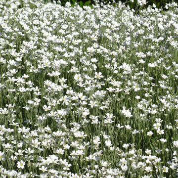 Cerastium tomentosum 'Yoyo' - Cerastium tomentosum 'Yoyo'