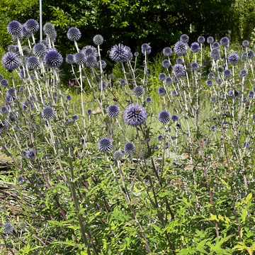 Chardon boule - Echinops ritro