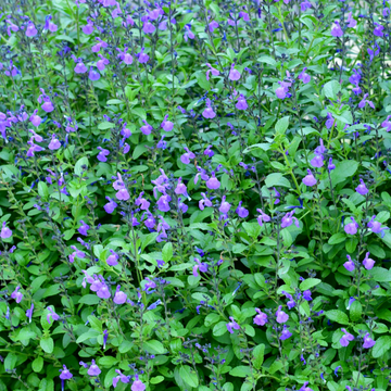 Sauge 'Violette' - Salvia microphylla 'Violette'