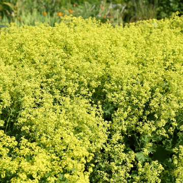 Alchemille commune - Alchemilla mollis