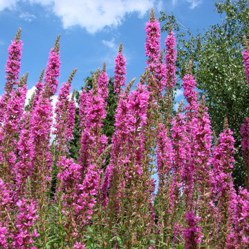 Salicaire commune - Lythrum salicaria