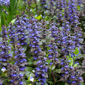 Bugle rampant 'Black Scallop' - Ajuga reptans 'Black Scallop'