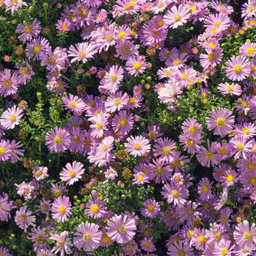 Aster des Alpes 'Happy End' - Aster alpinus 'Happy End'