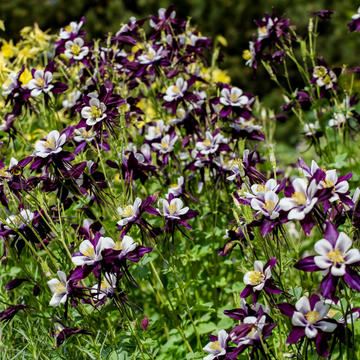 Ancolie bleue à fleurs précoces - Aquilegia caerulea