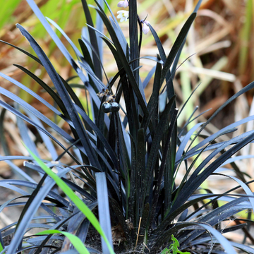 Barbe de serpent 'Niger' - Ophiopogon planiscapus 'Niger'