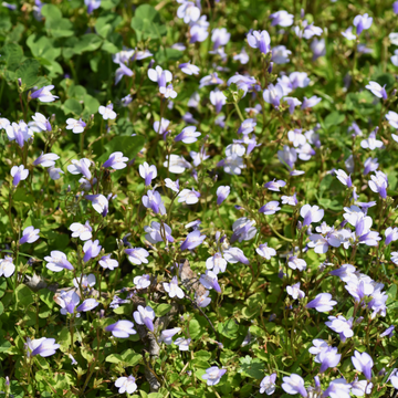 Mazus reptans alba - Mazus reptans alba