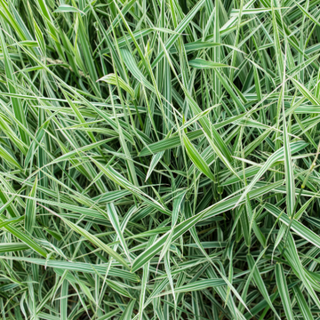 Laîche japonaise 'Ice Dance' - Carex morrowii 'Ice Dance'