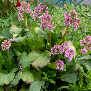 Bergénia 'Abendglut' - Bergenia 'Abendglut'