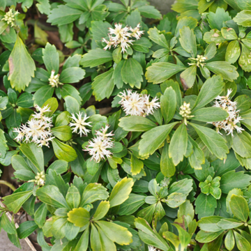 Pachysandra terminalis - Pachysandra terminalis