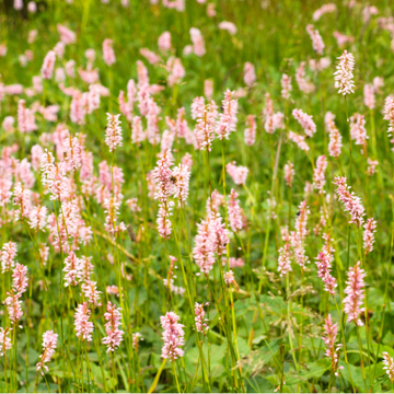 Renouée 'Superbum' - Polygonum affine 'Superbum'