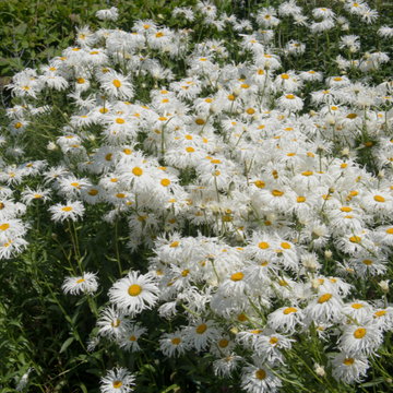 Marguerite 'Crazy Daisy' - Leucanthemum superbum 'Crazy Daisy'
