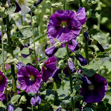 Rose trémière 'Pleniflora Violet' - Alcea rosea 'Pleniflora Violet'