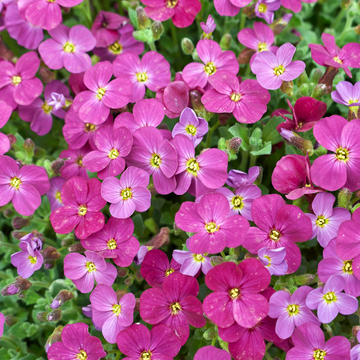 Aubriète rose - Aubrieta cascade pink