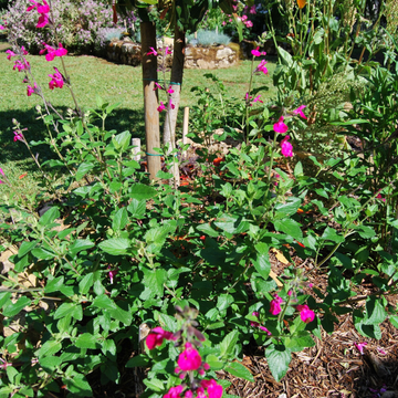 Sauge à petites feuilles 'Cerro Potosi' - Salvia microphylla 'Cera Potosi'