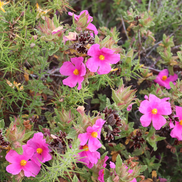 Ciste pulvérulent - Cistus pulverulentus