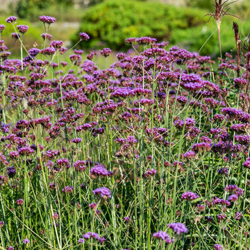 Verveine de Buenos Aires 'Lollipop' - Verbena bonariensis 'Lollipop'