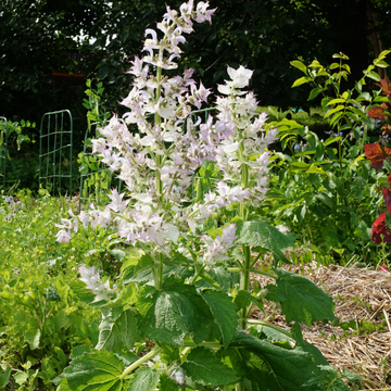 Sauge 'Alba' - Salvia greggii 'Alba'