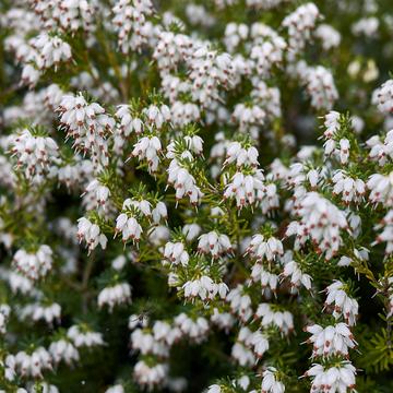 Bruyère des neiges 'White Glow' - Erica darleyensis 'White Glow'