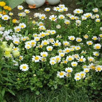 Marguerite 'Silver Princess' - Leucanthemum superbum 'Silver Princess'