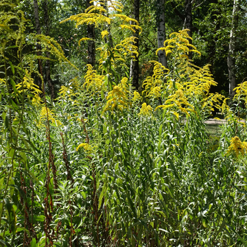 Verge d'or du Canada - Solidago canadensis