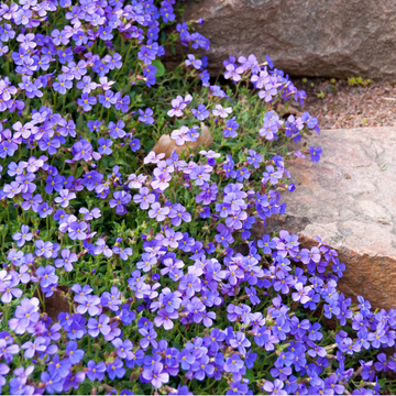 Aubriète bleue - Aubrieta Cascade Blue