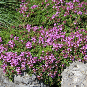 Thym serpolet 'Coccineus' - Thymus serpyllum 'Coccineus'