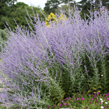 Sauge d'Afghanistan 'Blue Steel' - Perovskia atriplicifolia 'Blue Steel'
