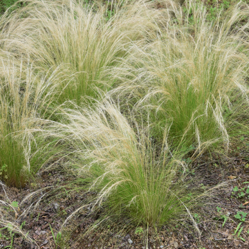 Stipa tenuissima 'Pony Tails' - Stipa tenuissima 'Pony Tails'