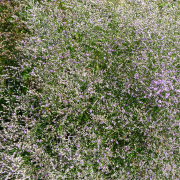 Statice - Limonium latifolium
