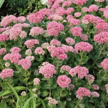 Orpin remarquable 'Brilliant' - Sedum spectabile 'Brillant'