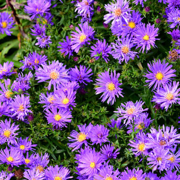 Aster nain 'Augenweide' - Aster dumosus 'Augenweide'