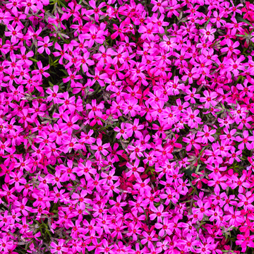 Phlox mousse 'Drummond's pink' - Phlox subulata 'Drummond's pink'