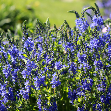 Véronique d'Autriche 'Royal Blue' - Veronica teucrium 'Royal Blue'
