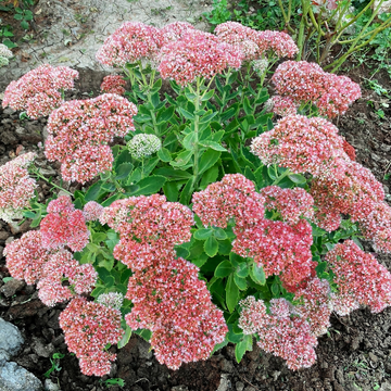 Orpin pourpre 'Autumn Joy' - Sedum telephium 'Autumn Joy'