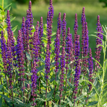 Sauge nemorosa 'Caradonna' - Salvia nemorosa 'Caradonna'