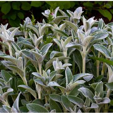 Oreille de lapin - Stachys lanata