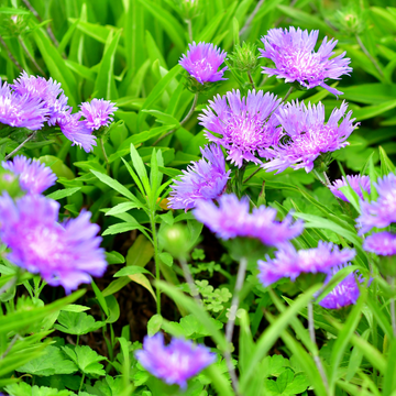 Stokesia laevis 'Blue Star' - Stokesia laevis 'Blue Star'