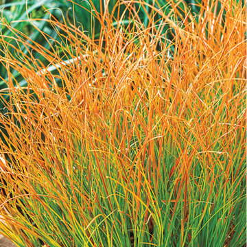 Laîche orange 'Prairie Fire' - Carex testacea 'Prairie Fire'