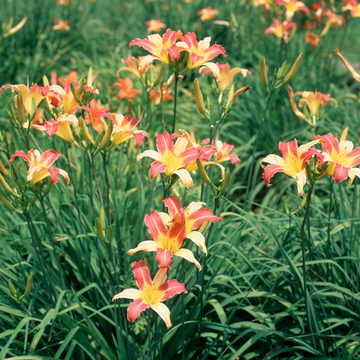 Lis d'un jour, Hémérocalle 'Crimson Pirate' - Hemerocallis 'Crimson Pirate'