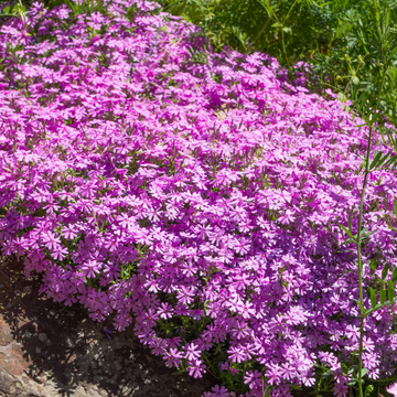 Phlox mousse 'Bonita Pink' - Phlox subulata 'Bonita Pink'
