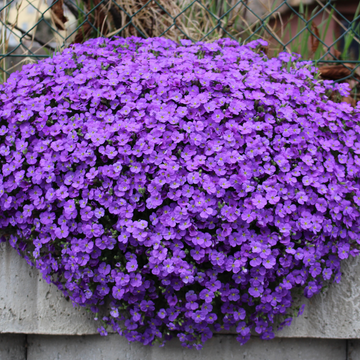 Aubriete violette - Aubrieta cascade violette