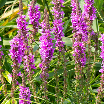 Salicaire commune - Lythrum salicaria