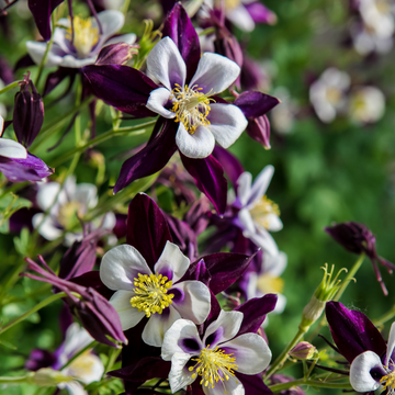 Ancolie bleue à fleurs précoces - Aquilegia caerulea